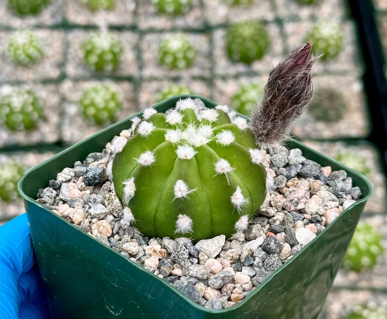 Easter Lily Cactus in 4" Pot | Fuzzy Navel | Echinopsis Subdenudata | Blooming Cactus with Fragrant Flowers