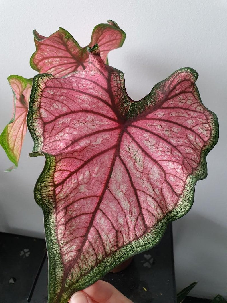 Puppy Love Caladium Bulbs (2 Bulbs) | Vibrant Pink and Green Foliage | Caladium bicolor | Sun & Shade Tolerant