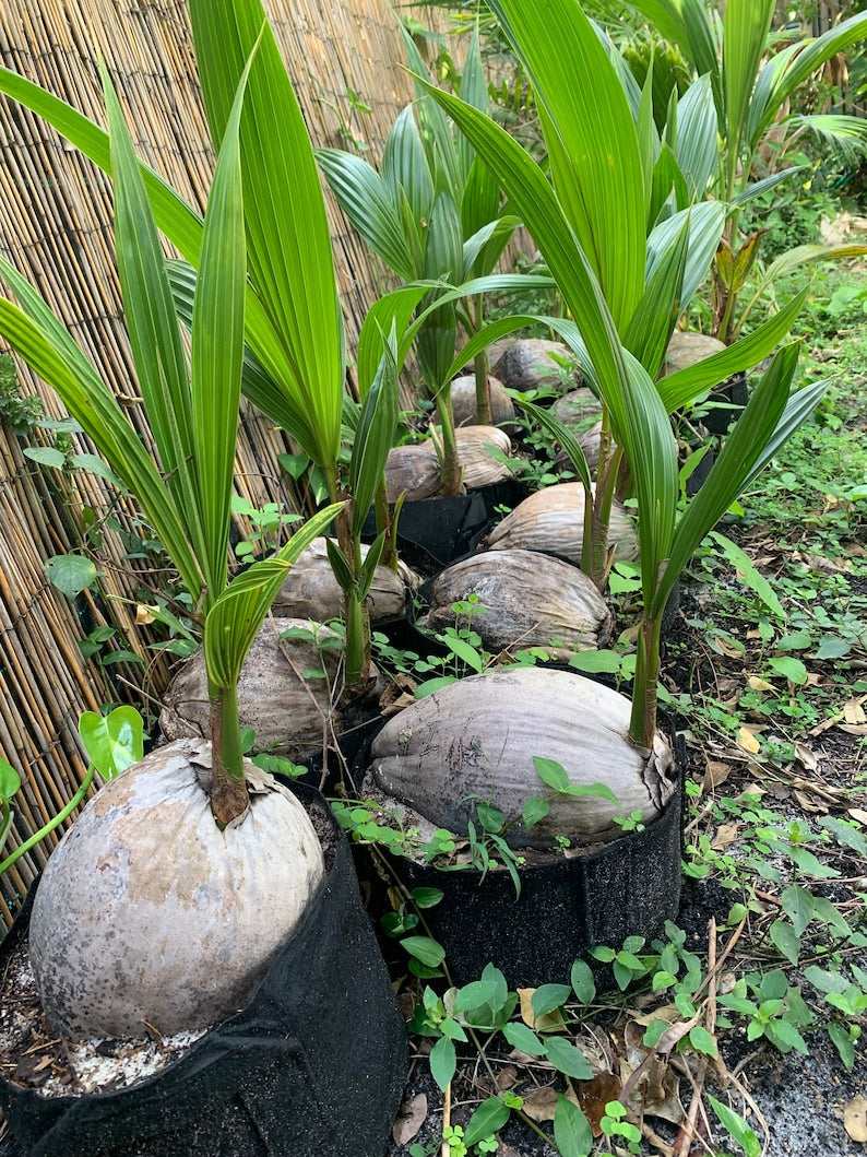 Green Malayan Dwarf Coconut Tree Sprouted 6"-20" Cocos Nucifera - Bare Root Plant for Tropical Gardens