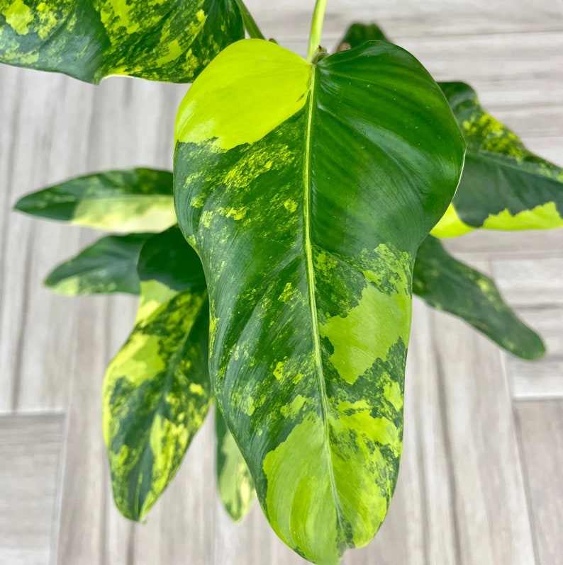 Variegated Philodendron Domesticum Plant in 4