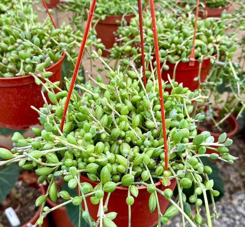 hanging watermelon plants String of Watermelon – Senecio herreianus 6" Pot