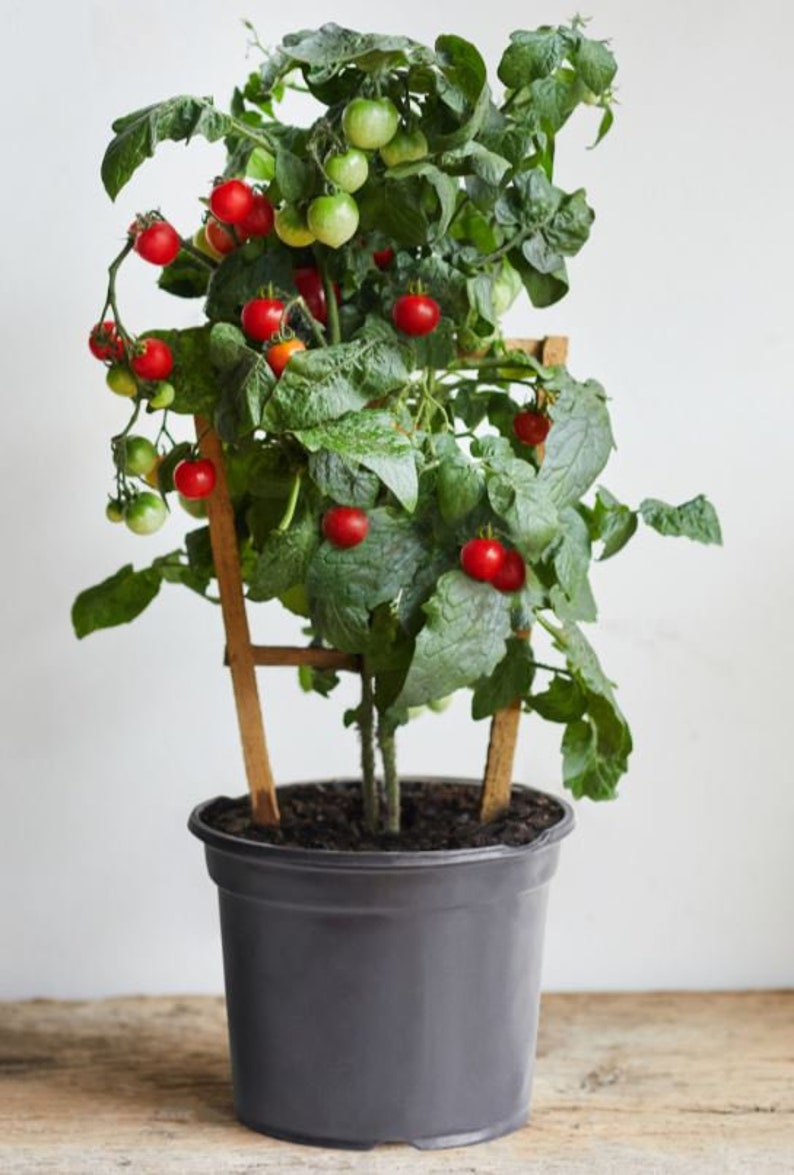 planting cherry tomatoes indoors Live Sweet Cocktail Tomato Plant - Compact Cherry Tomatoes