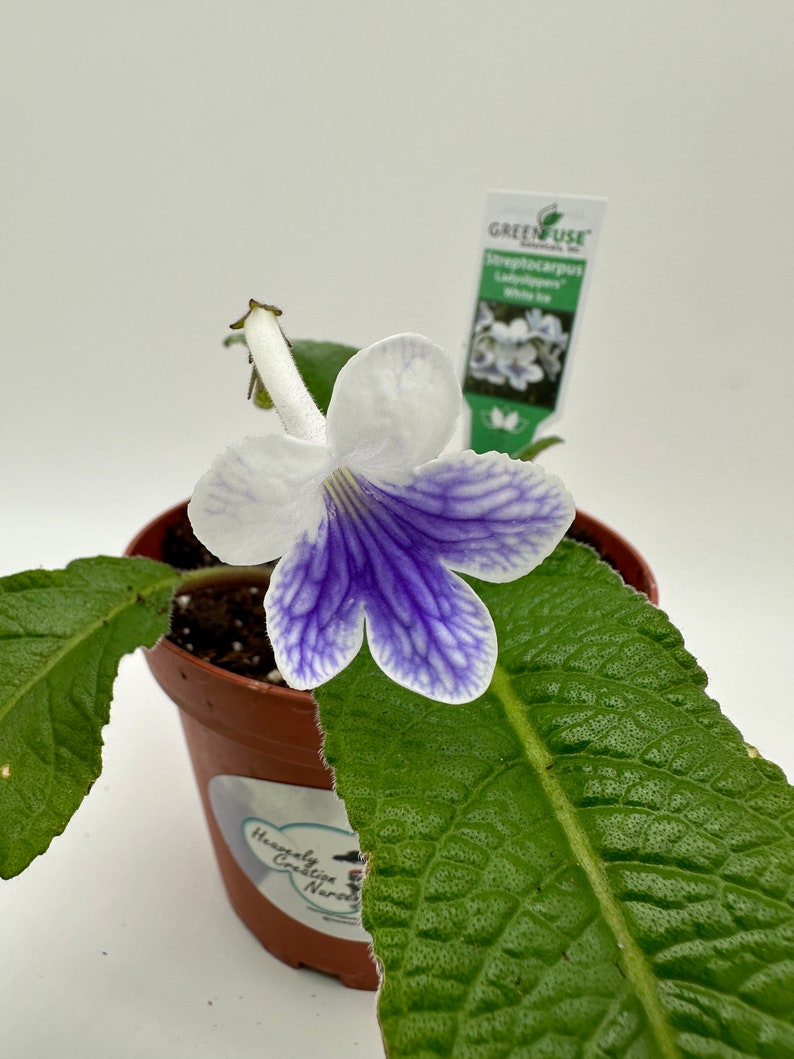 White Ice Streptocarpus Live Plant in 4" Pot - Cape Primrose, Blooming Streptocarpus (Gesneriad) for Indoor Gardening