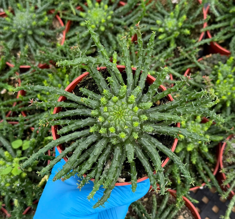 Medusa's Head Plant | 4