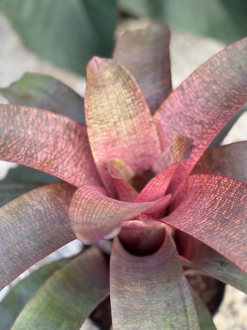 Bromeliad Neoregelia Sherlette Shiigi Plant - Unique Variegated Green to Pink Woven Pattern, Easy Care Tropical Houseplant