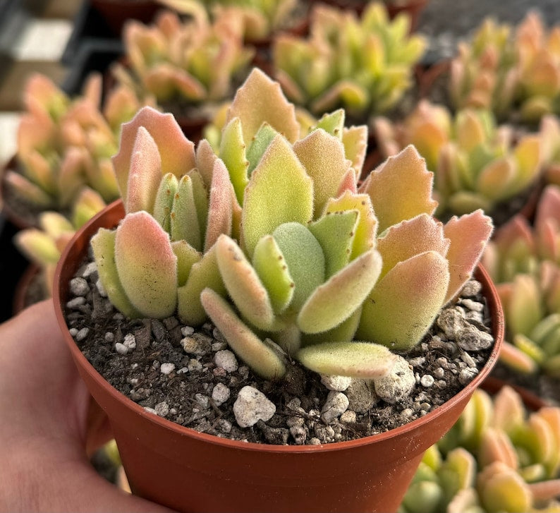 succul Kalanchoe Millotii Succulent Plant | 2.5" & 4" Pots
