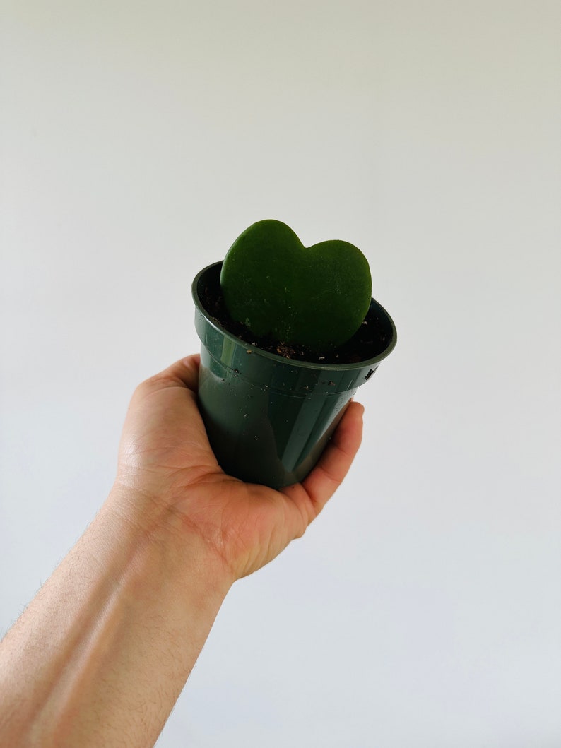 Hoya Heart Plant - 4" Pot - Kerrii Variety - Heart Shaped Hoya - Low Maintenance Houseplant - Perfect for Bright Indirect Light