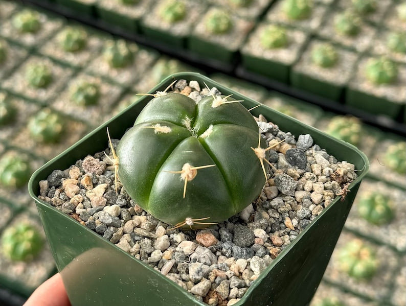 Green Tomato Cactus Plant in 3" Pot | Gymnocalycium Horstii | Unique Spination & Pink Flowers | Easy Care Cactus