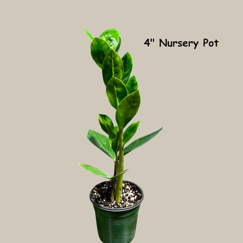 is a zz plant an air purifier Green ZZ Plant - Easy Care Indoor Houseplant - Zamioculcas zamiifolia - Low Light Air Purifier Gift Plant