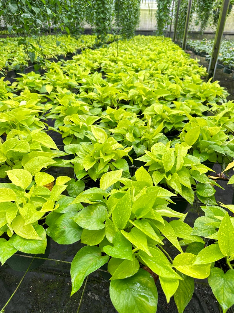 Pothos Neon Plant - 3in Bright Yellow-Green Leaves - Epipremnum Aureum ‘Neon’ - Easy Care Indoor Vine Plant