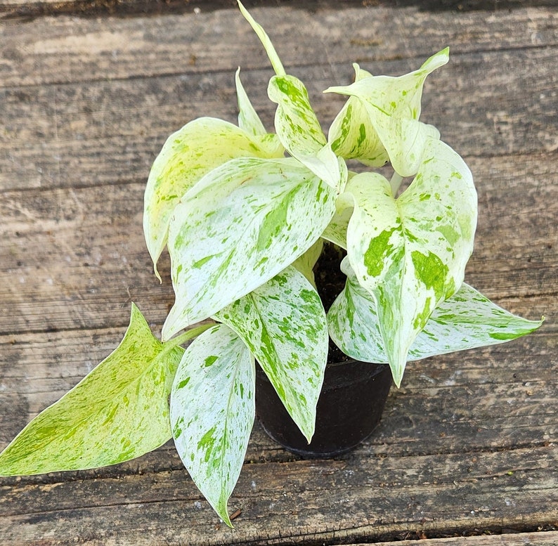variegated snow queen pothos Pothos Plant 4-6 in Snow Queen Marble Variegated Epipremnum Aureum Ind –  Sejahtera Seeds and Bulbs