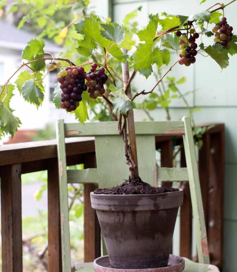 Live Grape Plant 20 Inches Concord, Catawba, Sunbelt Varieties