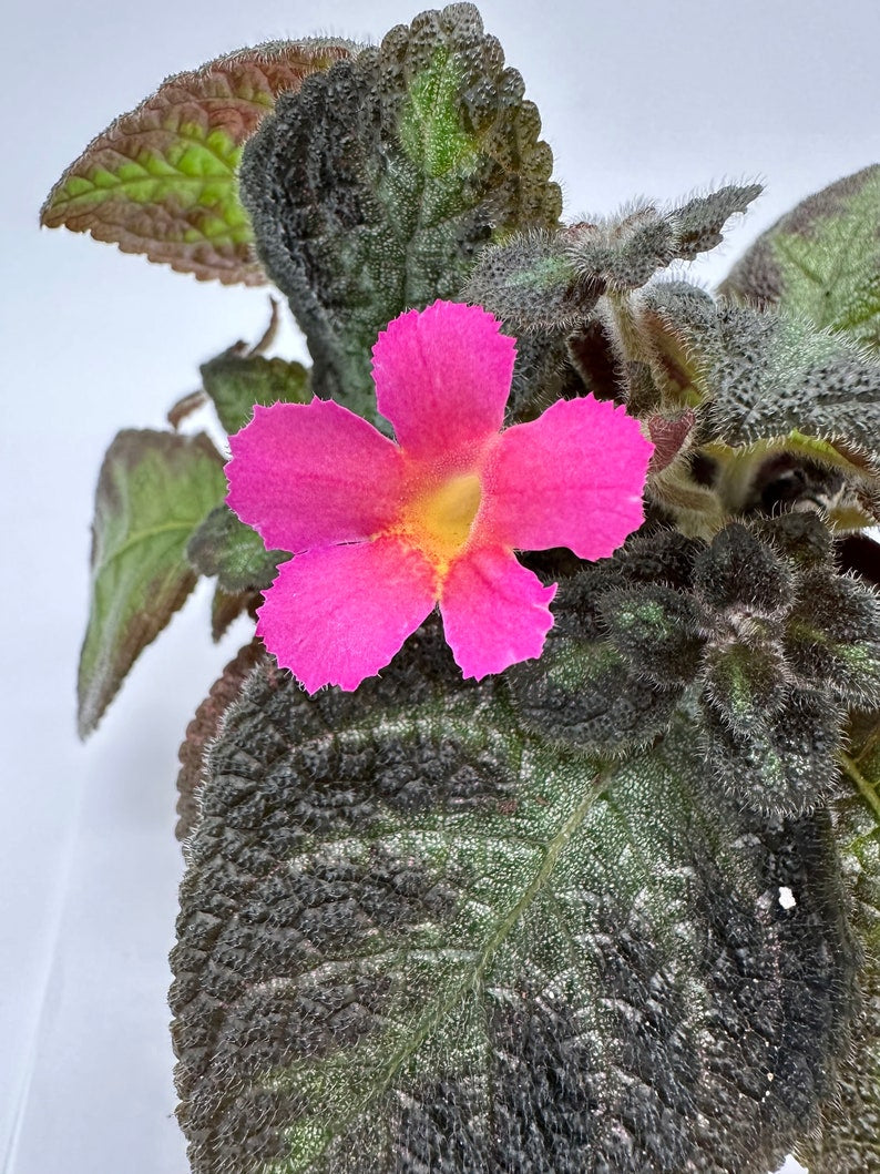 Episcia cupreata, Flame Violet, 'Pink Panther' 1 Plant 4