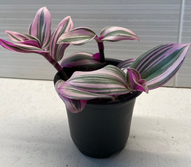 Tradescantia Nanouk Lilac Pink Plant, Live Rooted 4" Pot, Vibrant Ornamental Foliage, Silver Inch Plant, Wandering Dude