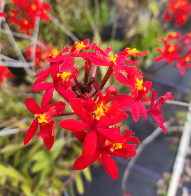 epidendrum potting mix Epidendrum radicans Live Plant - Red - 1 Gallon Pot