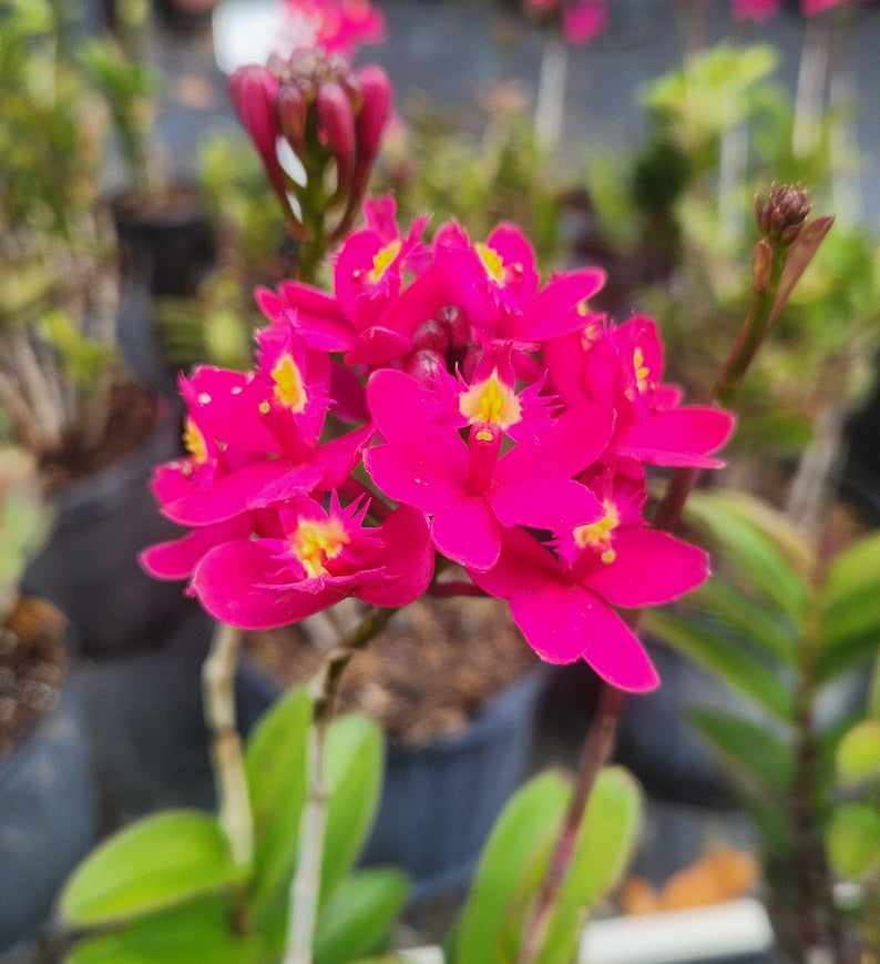 fuchsia pink plant pot Epidendrum Radicans Plant - 1 Gallon Pot - Fuchsia Pink Orchid