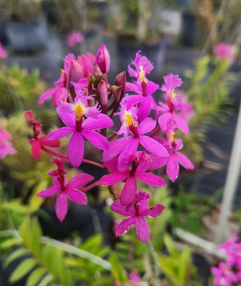 Epidendrum radicans Live Plant - Purple - 1 Gallon Pot - Tropical Orchid for Gardens and Indoors