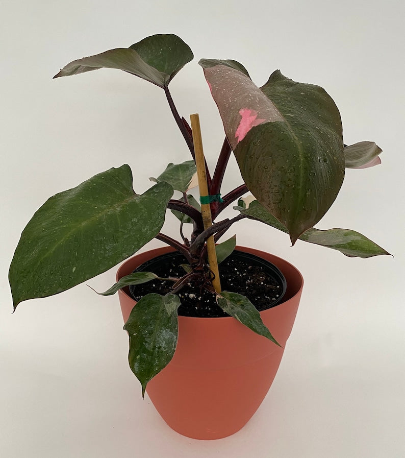 Philodendron Pink Princess Plant in Trellis, Variegated Pink & Black Leaves, Philodendron Erubescens, Indoor Exotic Houseplant