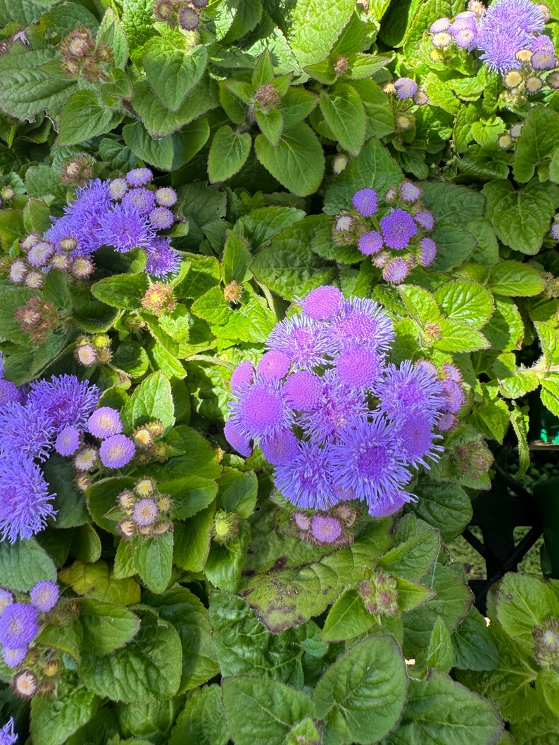 Blue Ageratum Live Plant in 3-Inch Pot – Floss Flower, Ageratum houstonianum, Blue-Purple Blooms, Easy Care Annual Garden Plant