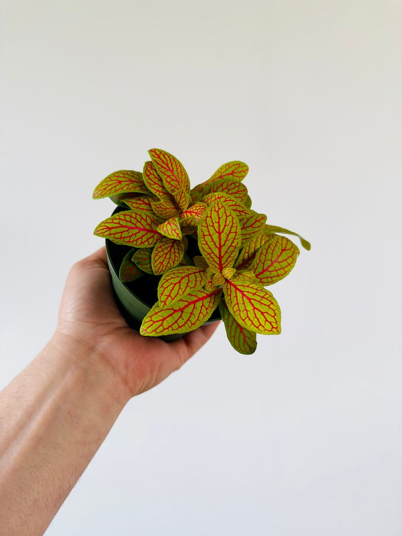 Fittonia sp. Yellow Skeleton 4” Nerve Plant - Easy Care Beginner Houseplant - Live Indoor Plant with Papaya Yellow Leaves