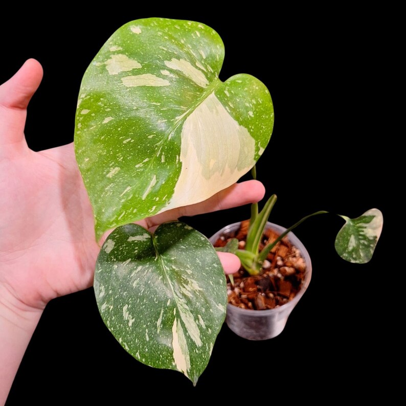 Monstera