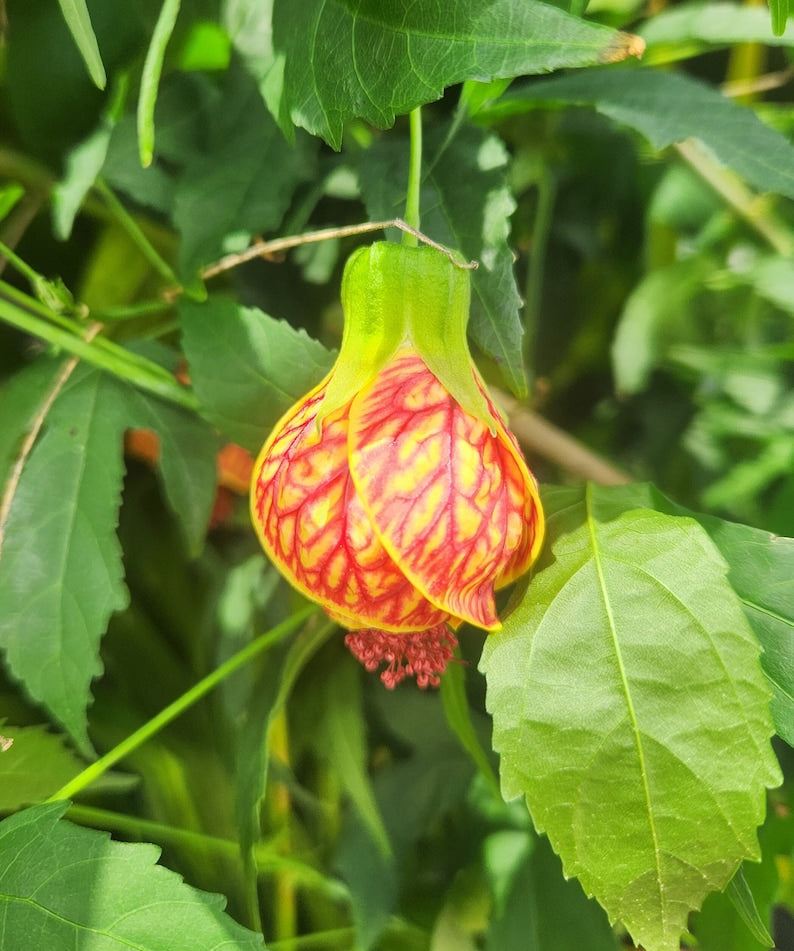 Flowering Maple Live Plant - Abutilon Pictum - Outdoor Grown with Minor Blemishes - Hardy Tropical Houseplant