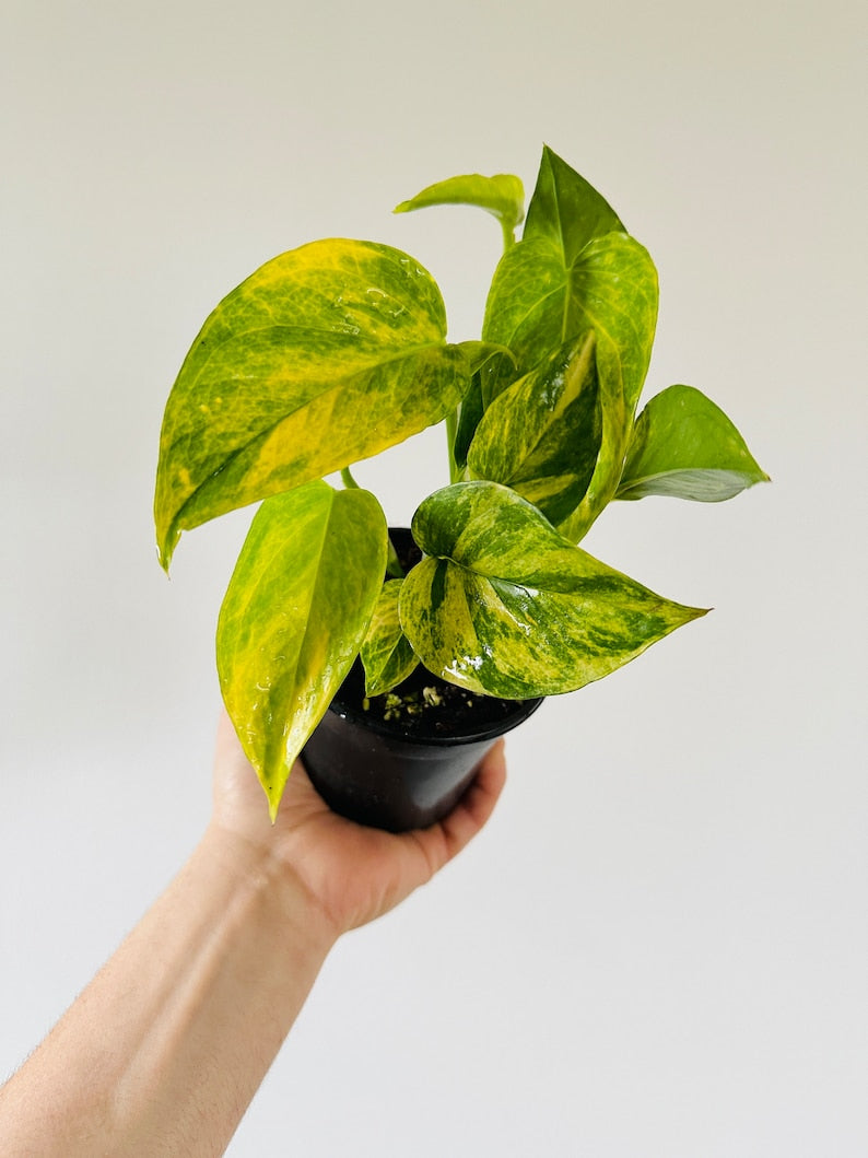 teruno pothos Pothos Plant 4” Pot Pothos Robin Teruno Variegated Tropical Houseplant (Epipremnum aureum)