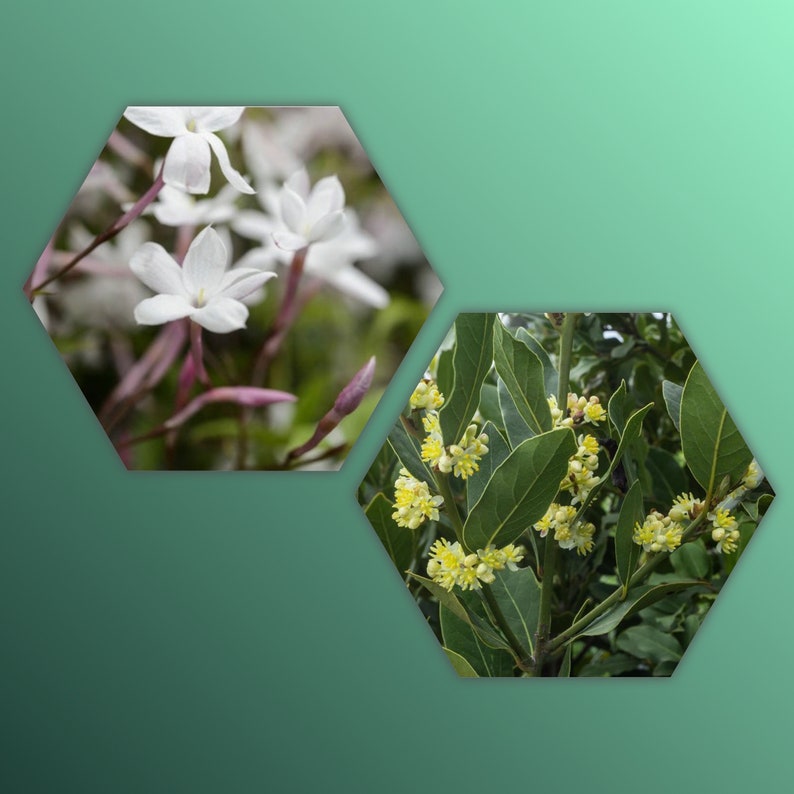 Bayleaf and Polyanthum Jasmine Trio - 2” Live Plants - Laurus Nobilis - Eco-Friendly Garden Set