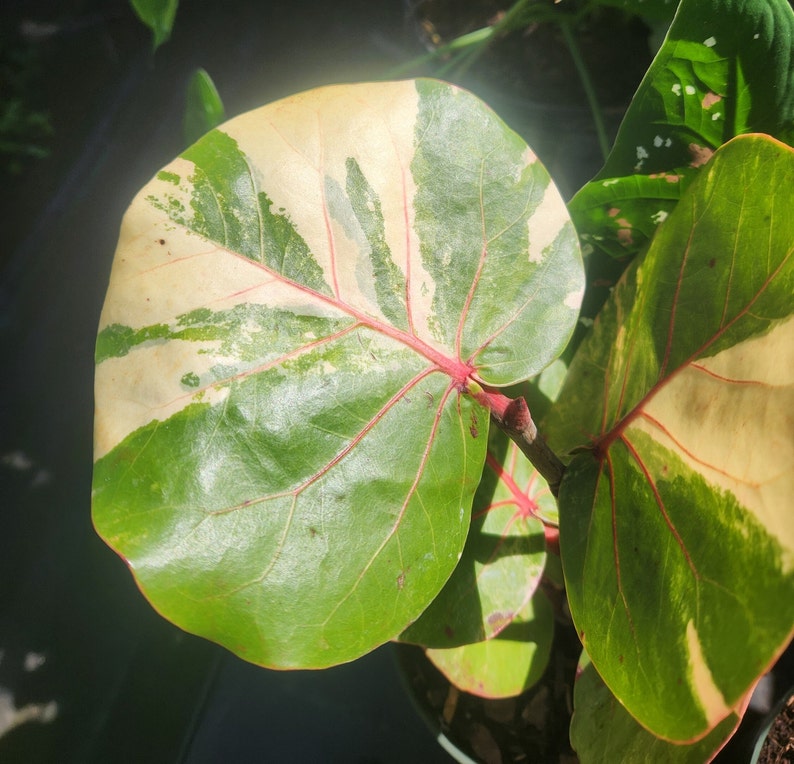 Albo Variegated Seagrape Plant - Live Coccoloba uvifera - Outdoor Grown - Minor Blemishes - Ideal for Tropical Gardens