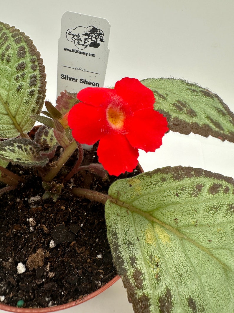 Episcia Silver Sheen Live Plant 4" - Vibrant Green Leaves - Ideal for Indoor Gardens - Episcia spp.