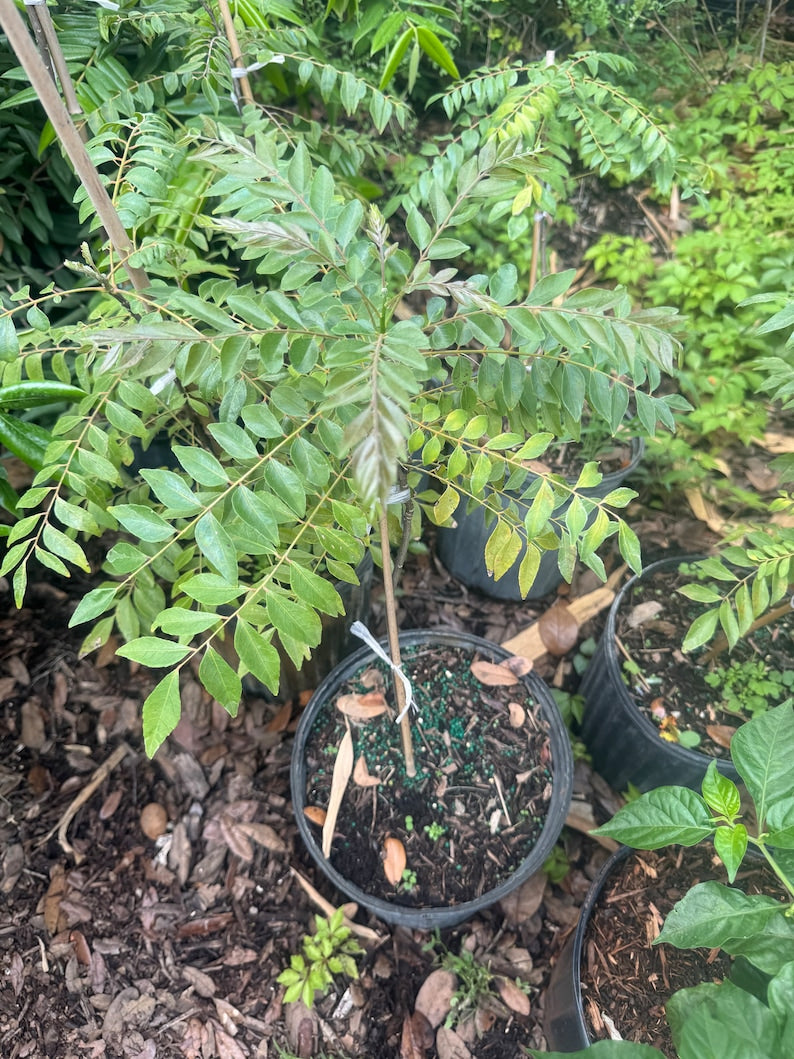 Curry Leaves Tree 2ft - Healthy Mature Plant Ready for Harvest - Murraya koenigii