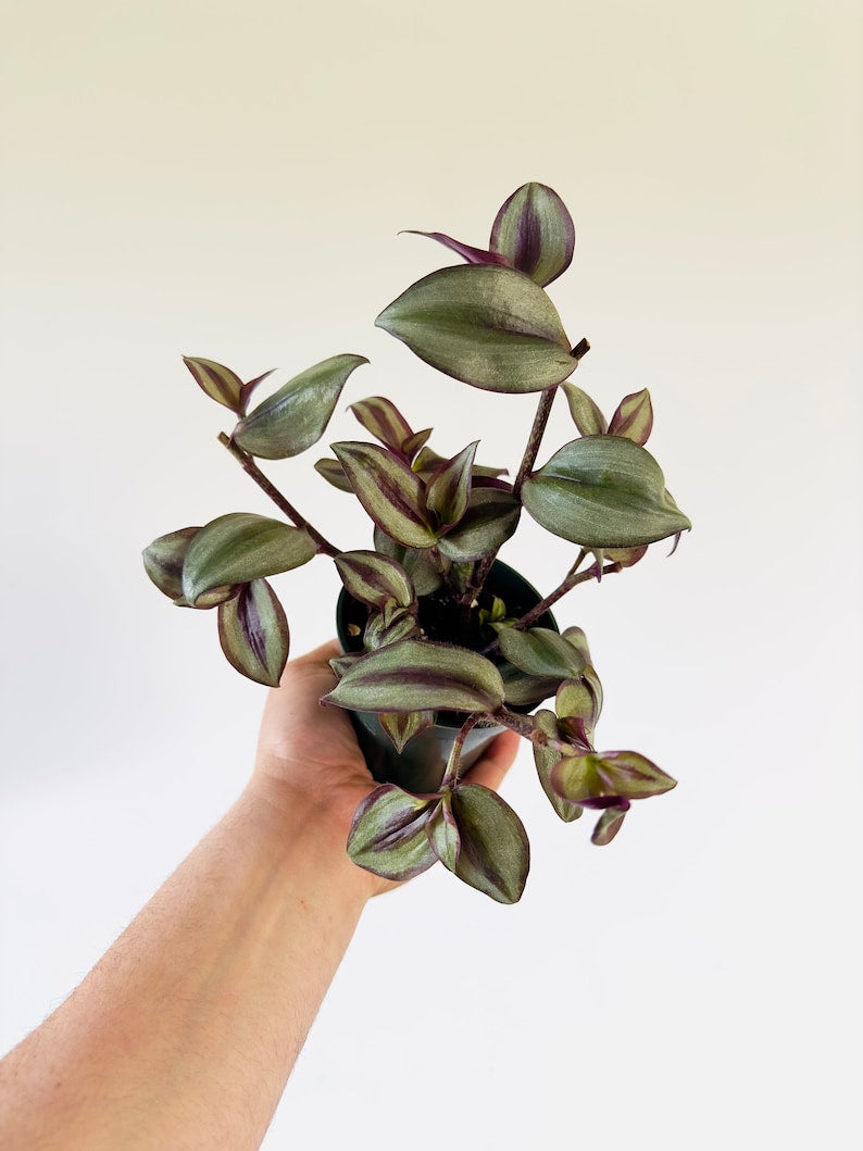 Silver Plus Wandering Dude Plant - 4" Pot - Tradescantia Zebrina ‘Silver Plus’ - Rare Live Houseplant for Indoor Decor