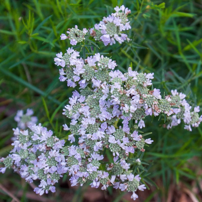 Slender Mountain Mint Live Starter Plant - Pycnanthemum tenuifolium - Herbaceous Perennial - Free Shipping - 3" Pot