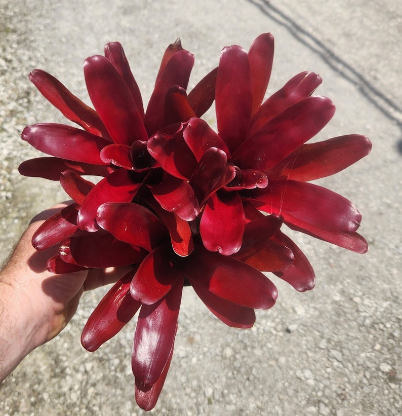 Bromeliad Plant - Neoregelia Super Fireball - Live Tropical Houseplant - Outdoor Grown - Pest Inspected