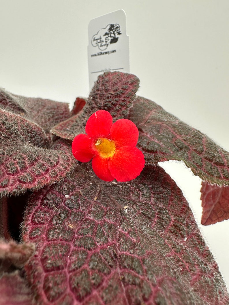 Live Episcia Plant - 4" Red Gator Variety - Episcia reptans - Ideal for Indoor Gardens & Frequent Blooming