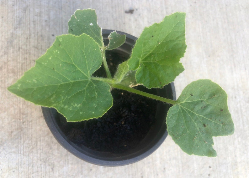 Ash Gourd Plant in 4" Pot - Organic Winter Melon / White Gourd / Wax Gourd - Non-GMO (Benincasa hispida)