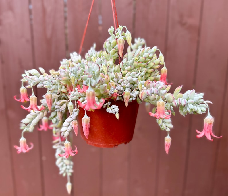 Hanging Plant | Trailing Succulent | Pink Cliff Cotyledon Pendens | Cotyledon pendens