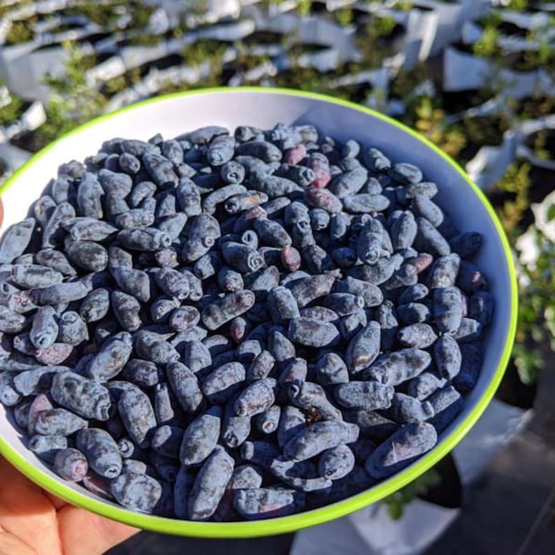 Indigo Treat Honeyberry Plant - Edible Shrub, Lonicera edulis kamtschatica, Zones 3-8, Natural & Pesticide-Free Starter Plant