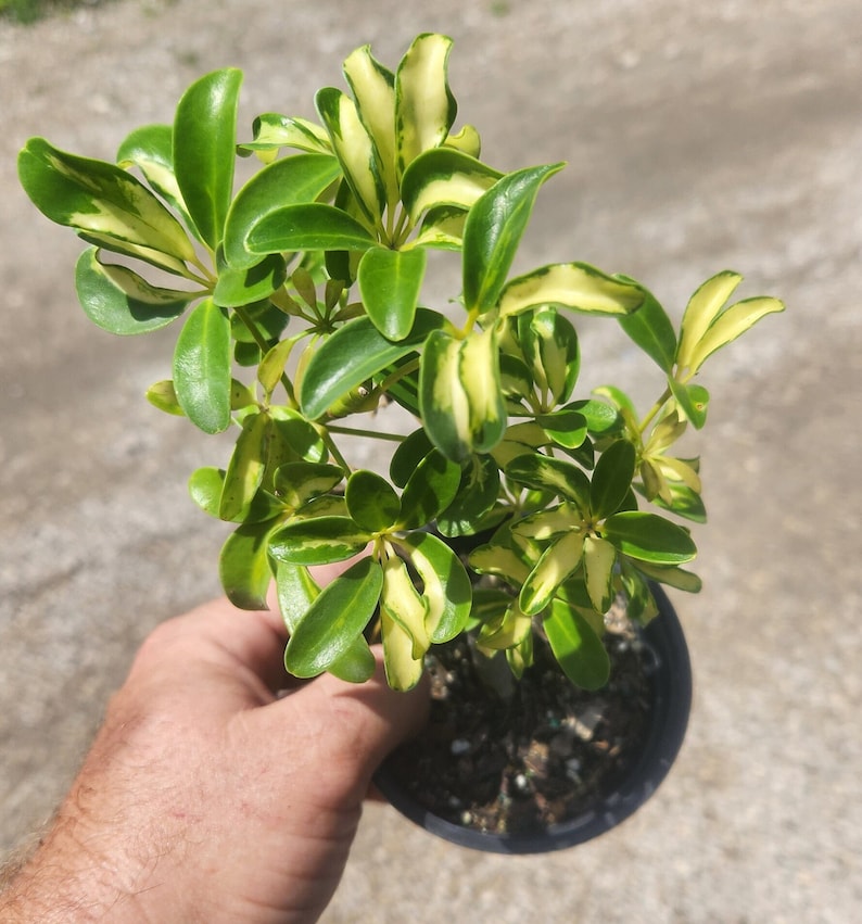 Variegated Luseane Arboricola Bonsai Start - Live Pre Bonsai Plant - Outdoor Grown - Ideal for Beginners - Arboricola Plant