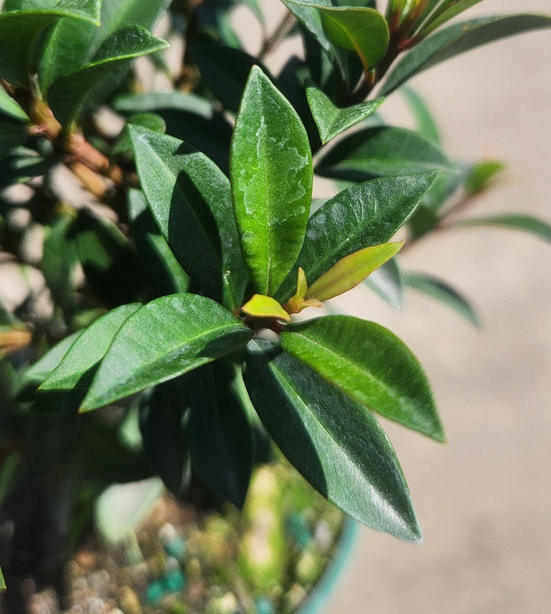 Eugenia globulus Bonsai Start - Live Pre Bonsai Plant