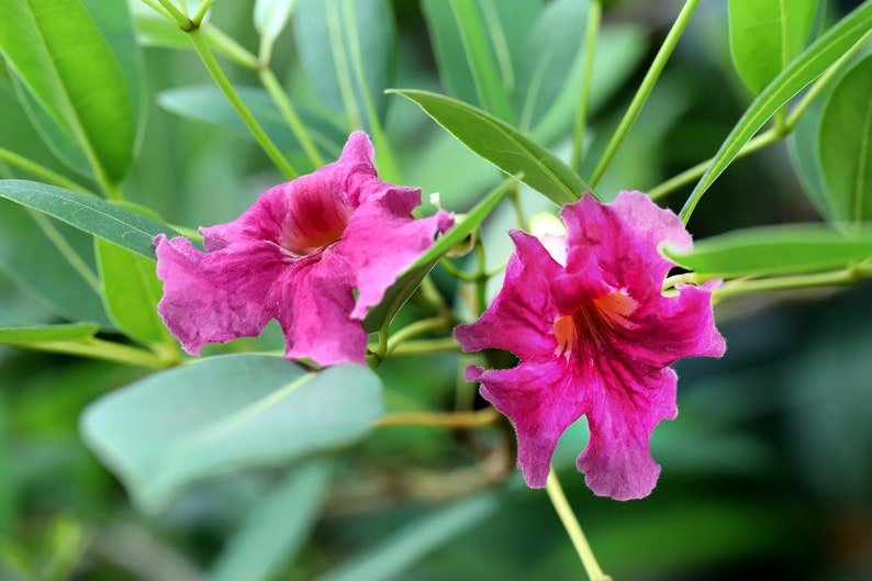 **Desert Willow Cuttings - 6 Pieces, Flowering Willow, Chilopsis linearis, Drought-Tolerant Ornamental Tree**