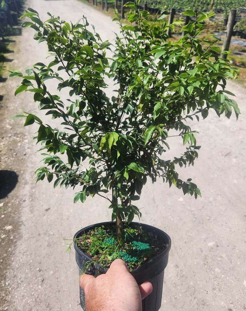 jaboticaba tree bonsai Jaboticaba Bonsai Start - Myrciaria cauliflora - Live Plant