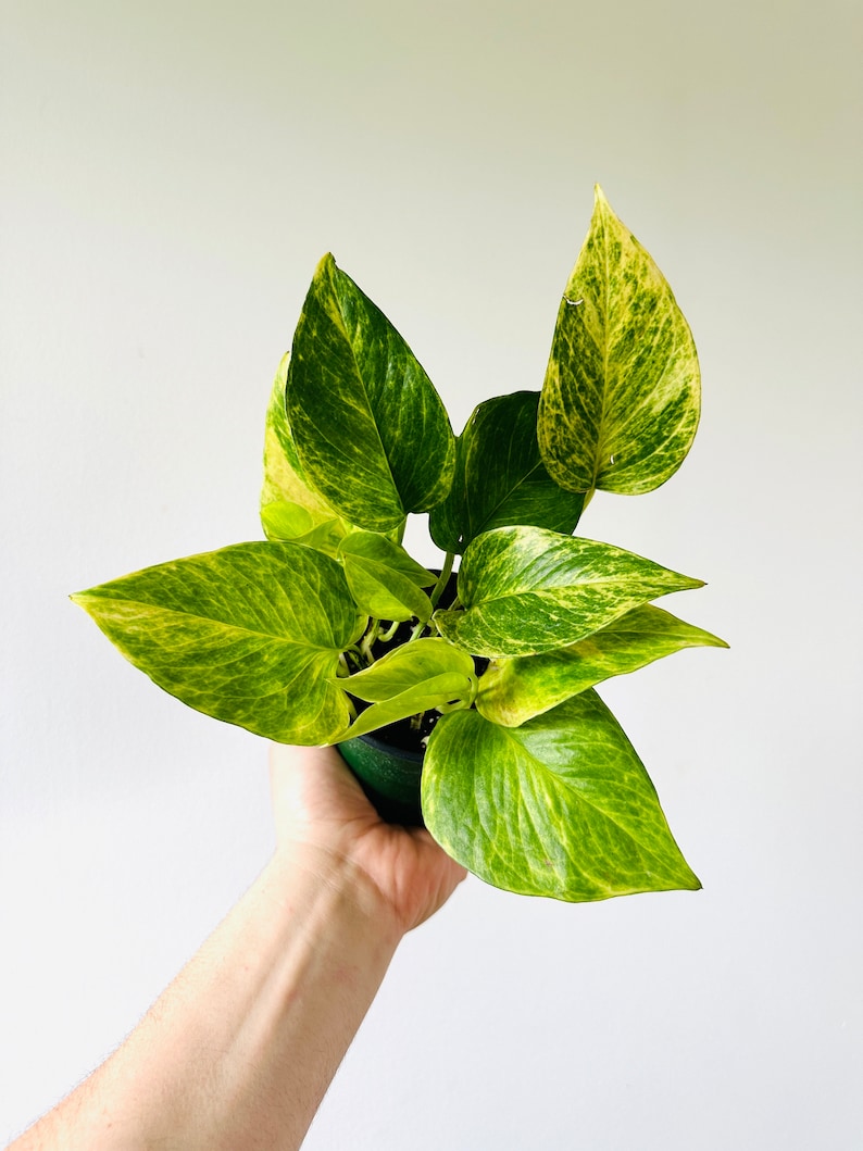 pothos neon queen Pothos 'Neon Queen' | Radiant Trailing Plant
