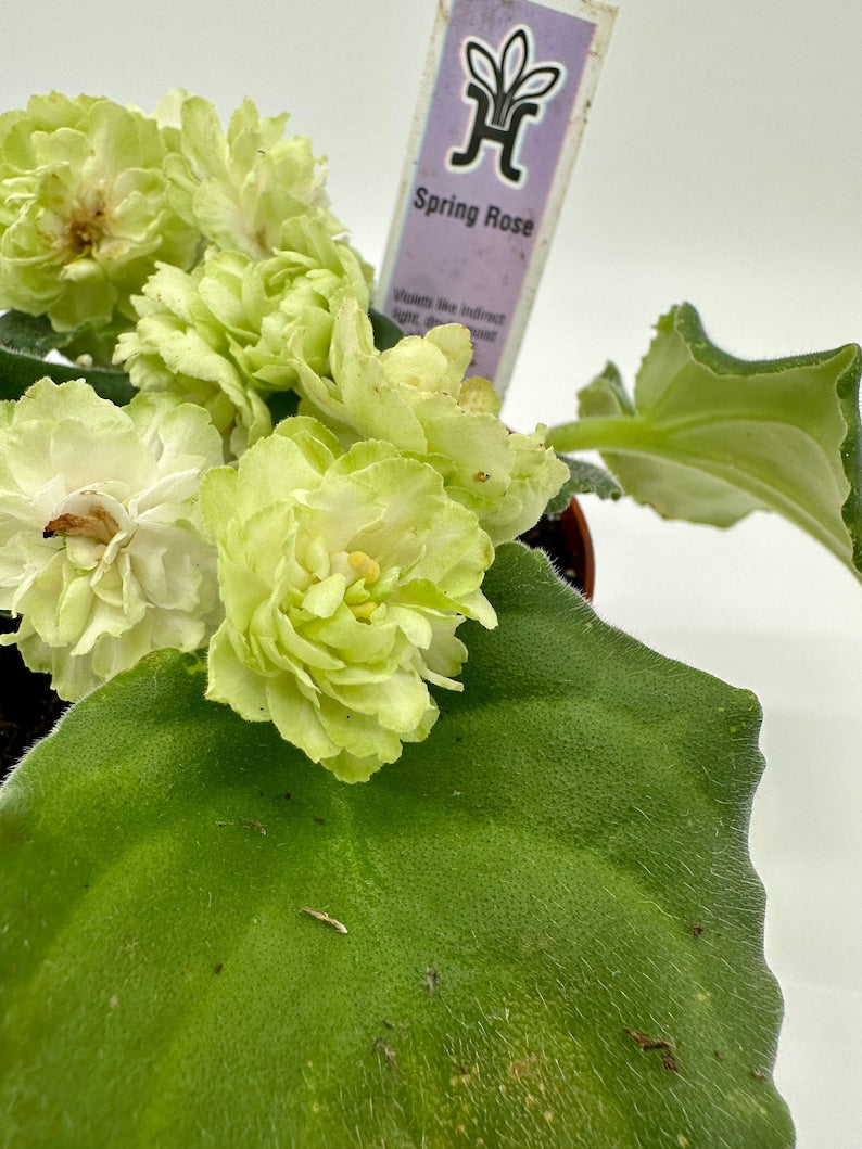 African Violet Plant 4" Blooming Spring Rose - Saintpaulia ionantha - Live Indoor Houseplant for Home Decor