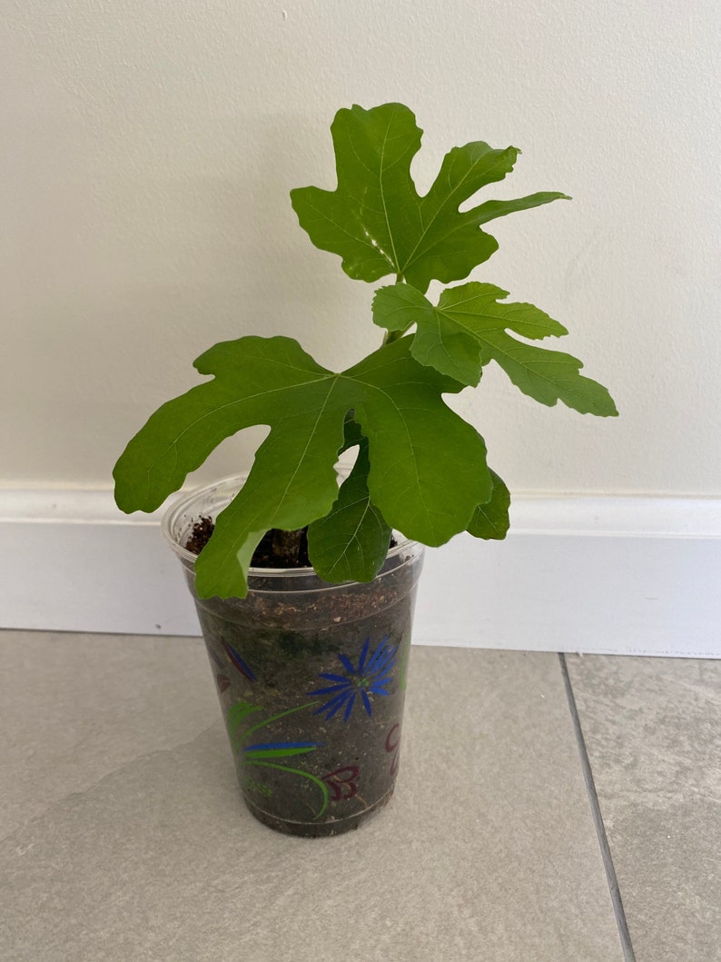 Live Rooted Fig Tree Starter Plant 6-12” Golden Riverside Ficus carica 'Golden Riverside' Cold Hardy Sweet Juicy Fruits