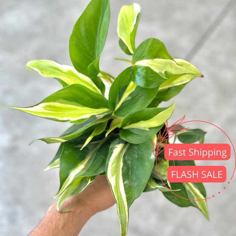 philodendron pl Philodendron Rio Large Starter Plant | Variegated Houseplant | Rare Plant Collection