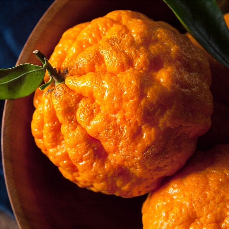 Golden Nugget Mandarin Tree - 3ft Grafted Citrus Tree - Citrus reticulata