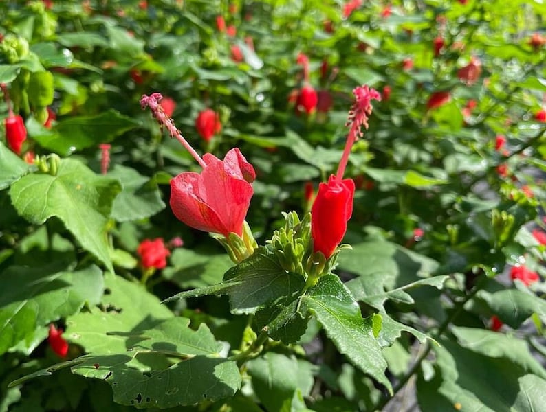 Live Malvaviscus arboreus Plant - Outdoor Grown with Minor Blemishes - Tropical Hibiscus for Gardens and Landscaping