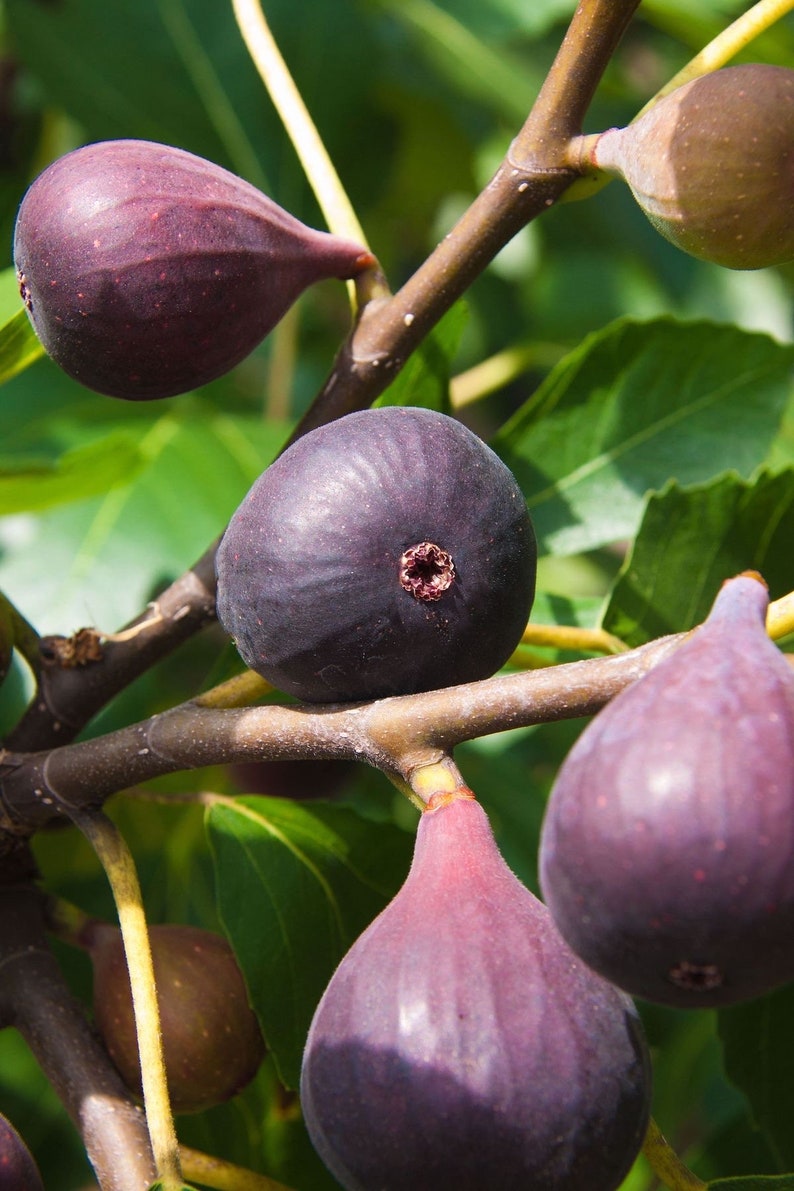 Fig Tree 2ft Brown Turkey - Ficus carica 'Brown Turkey' - Hardy Fruit Tree for Home Garden