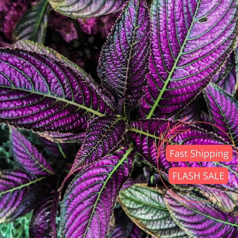 Purple Persian Shield Plant - 4.5" Live Strobilanthes Dyerianus - Rooted Indoor Houseplant for Rare Plant Collection